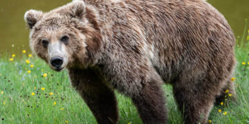«Η απώλεια μιας αρκούδας δεν είναι ανεκτή» – 10 σημεία για συνύπαρξη προτείνει ο «Αρκτούρος»