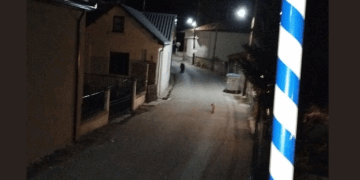 Αρκούδα κυκλοφορεί στο Εμπόριο Εορδαίας (Φωτογραφία)