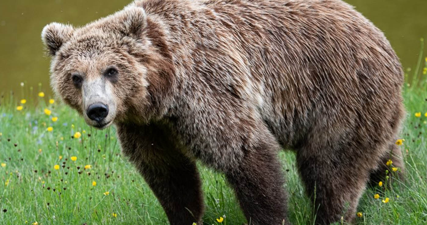 «Η απώλεια μιας αρκούδας δεν είναι ανεκτή» – 10 σημεία για συνύπαρξη προτείνει ο «Αρκτούρος»