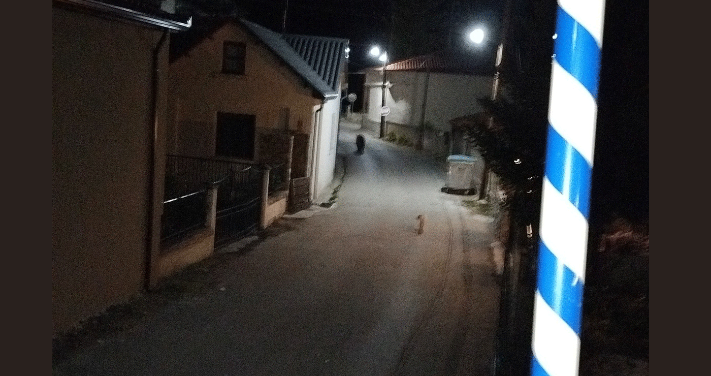 Αρκούδα κυκλοφορεί στο Εμπόριο Εορδαίας (Φωτογραφία)