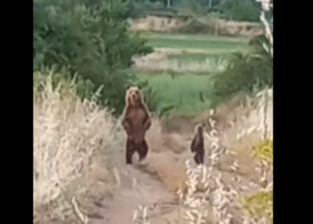 Αρκούδα ξανά στο Δισπηλιό Καστοριάς– Σηκώθηκε στα δύο πόδια (Βίντεο)