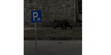 Εμφάνιση αρκούδας κοντά σε ξενώνα στο Νεστόριο Καστοριάς (Βίντεο)