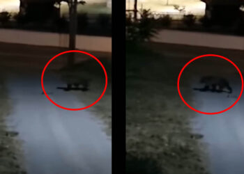 Αρκούδα σε αυλή κατοικίας στον Φούφα – Καταγράφηκε σε βίντεο