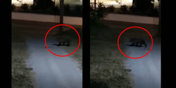 Αρκούδα σε αυλή κατοικίας στον Φούφα – Καταγράφηκε σε βίντεο