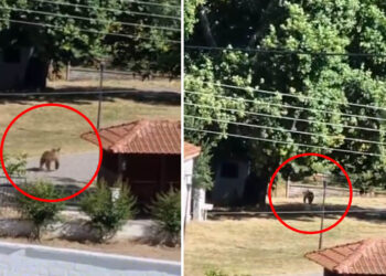 Πριν λίγο: Νέα εμφάνιση αρκούδας στον Φούφα Εορδαίας (Βίντεο)