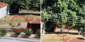 Πριν λίγο: Νέα εμφάνιση αρκούδας στον Φούφα Εορδαίας (Βίντεο)
