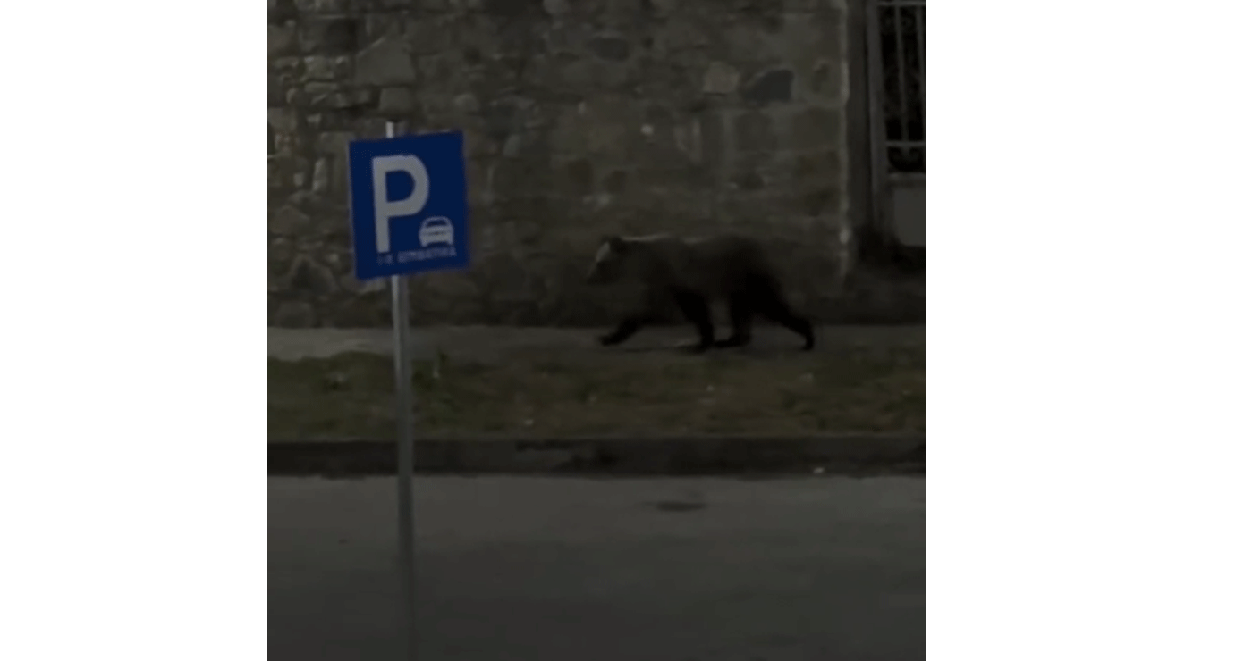 Εμφάνιση αρκούδας κοντά σε ξενώνα στο Νεστόριο Καστοριάς (Βίντεο)