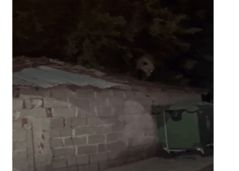 Πρωτοφανές: Αρκούδα σκαρφάλωσε σε σκεπή οικήματος στο Βαρικό (Βίντεο)