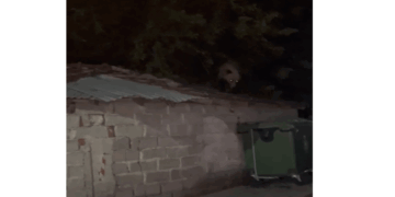 Πρωτοφανές: Αρκούδα σκαρφάλωσε σε σκεπή οικήματος στο Βαρικό (Βίντεο)