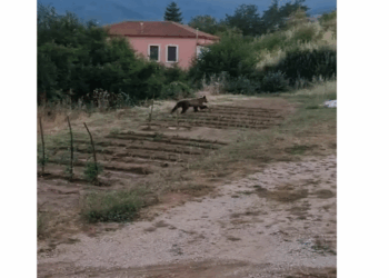 Φούφας Εορδαίας: Αρκούδα τρέχει ανέμελη σε αυλή σπιτιού (Βίντεο)