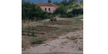 Φούφας Εορδαίας: Αρκούδα τρέχει ανέμελη σε αυλή σπιτιού (Βίντεο)