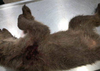 Αποτρόπαιο έγκλημα στην Καστοριά: Νεκρό αρκουδάκι από πυροβόλο όπλο