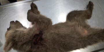 Αποτρόπαιο έγκλημα στην Καστοριά: Νεκρό αρκουδάκι από πυροβόλο όπλο