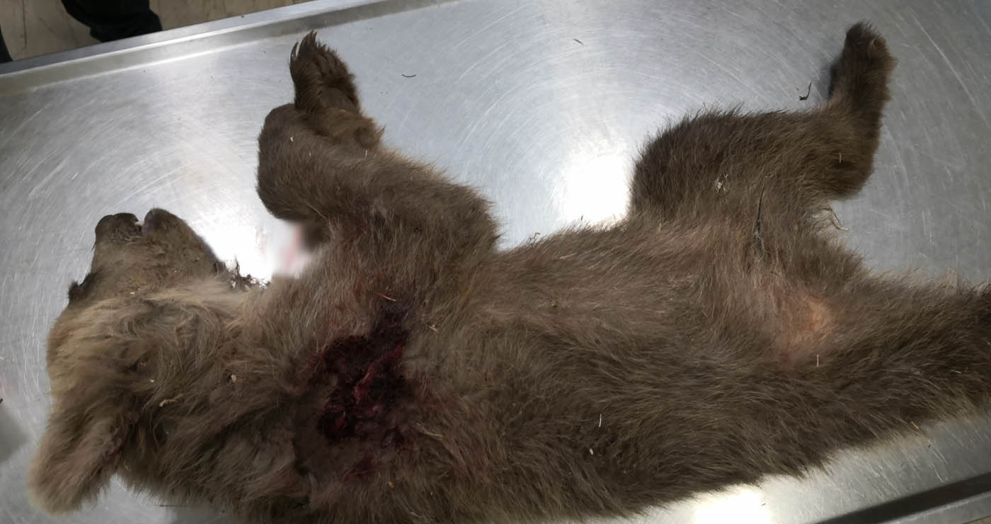 Αποτρόπαιο έγκλημα στην Καστοριά: Νεκρό αρκουδάκι από πυροβόλο όπλο