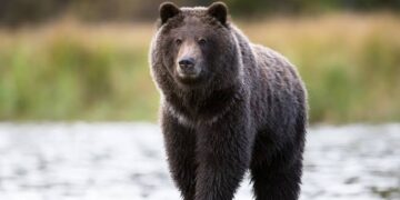 Πάνω από 700 αρκούδες στη Δυτική Μακεδονία- Αυξανόμενα περιστατικά σε αστικές περιοχές