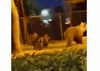 Αρκούδα με δύο μικρά εμφανίστηκε μέσα στη Νεάπολη (Βίντεο)