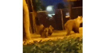 Αρκούδα με δύο μικρά εμφανίστηκε μέσα στη Νεάπολη (Βίντεο)