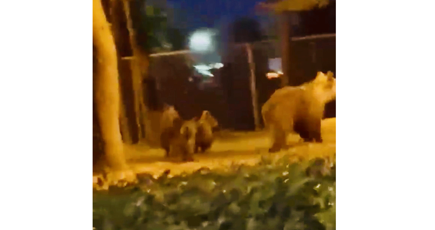 Αρκούδα με δύο μικρά εμφανίστηκε μέσα στη Νεάπολη (Βίντεο)