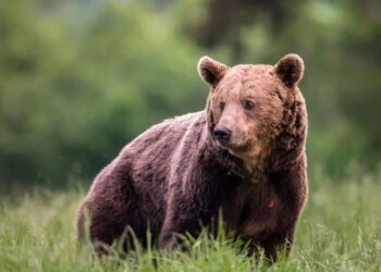 Εορδαία: Αρκούδες στους δρόμους, οργή στα χωριά: Σε συναγερμό οι πρόεδροι των κοινοτήτων