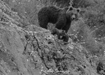 Καστοριά: Η συγκινητική ανάρτηση του φωτογράφου που είχε αποθανατίσει τη μαμά αρκούδα, πριν την πυροβολήσουν