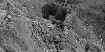 Καστοριά: Η συγκινητική ανάρτηση του φωτογράφου που είχε αποθανατίσει τη μαμά αρκούδα, πριν την πυροβολήσουν