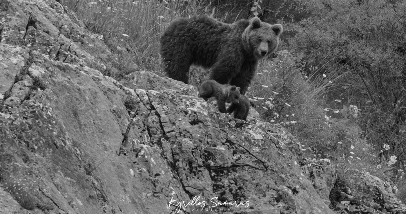 Καστοριά: Η συγκινητική ανάρτηση του φωτογράφου που είχε αποθανατίσει τη μαμά αρκούδα, πριν την πυροβολήσουν