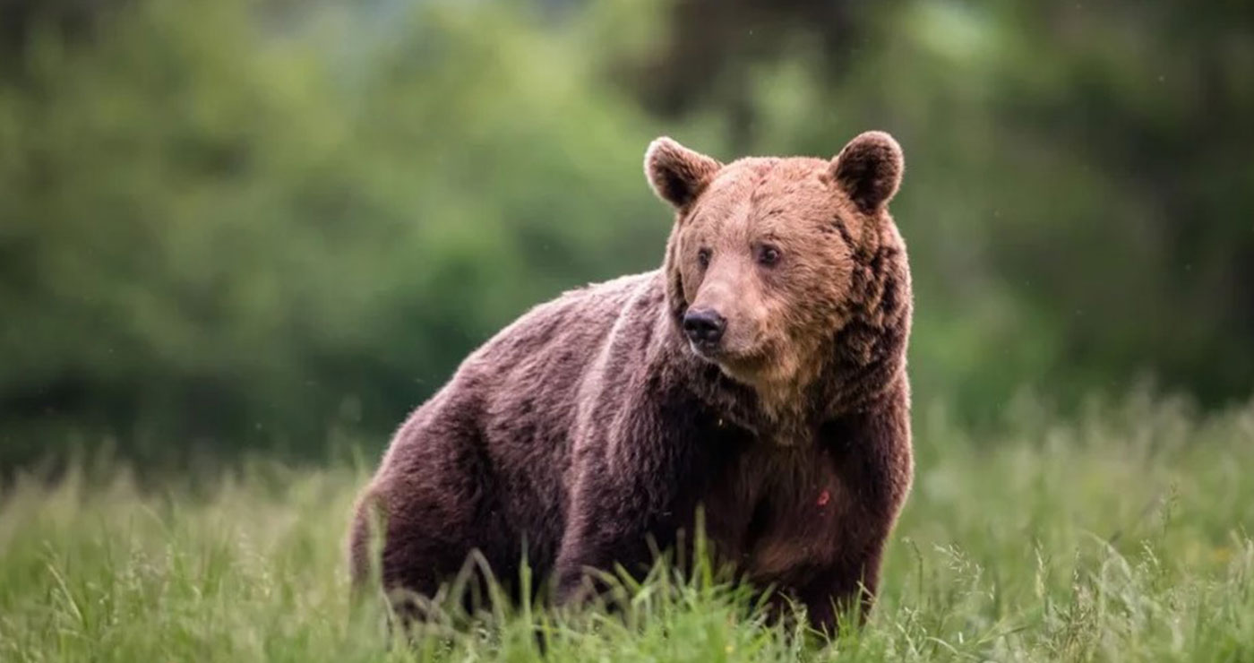 Εορδαία: Αρκούδες στους δρόμους, οργή στα χωριά: Σε συναγερμό οι πρόεδροι των κοινοτήτων