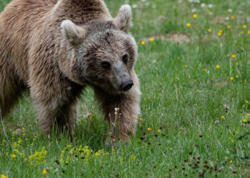 Έντονα αντιδρά ο Αρκτούρος στην απομάκρυνση αρκούδων – «Αντιεπιστημονική και επικίνδυνη» η απόφαση