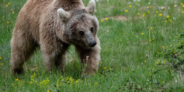 Έντονα αντιδρά ο Αρκτούρος στην απομάκρυνση αρκούδων – «Αντιεπιστημονική και επικίνδυνη» η απόφαση