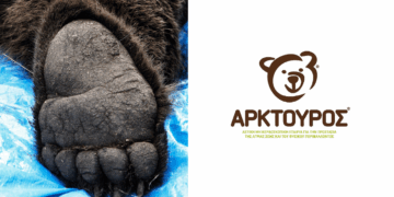 “Οι αρκούδες δολοφονούνται!” – Ανακοίνωση του ΑΡΚΤΟΥΡΟΥ για τα 3 περιστατικά πυροβολημένων αρκούδων