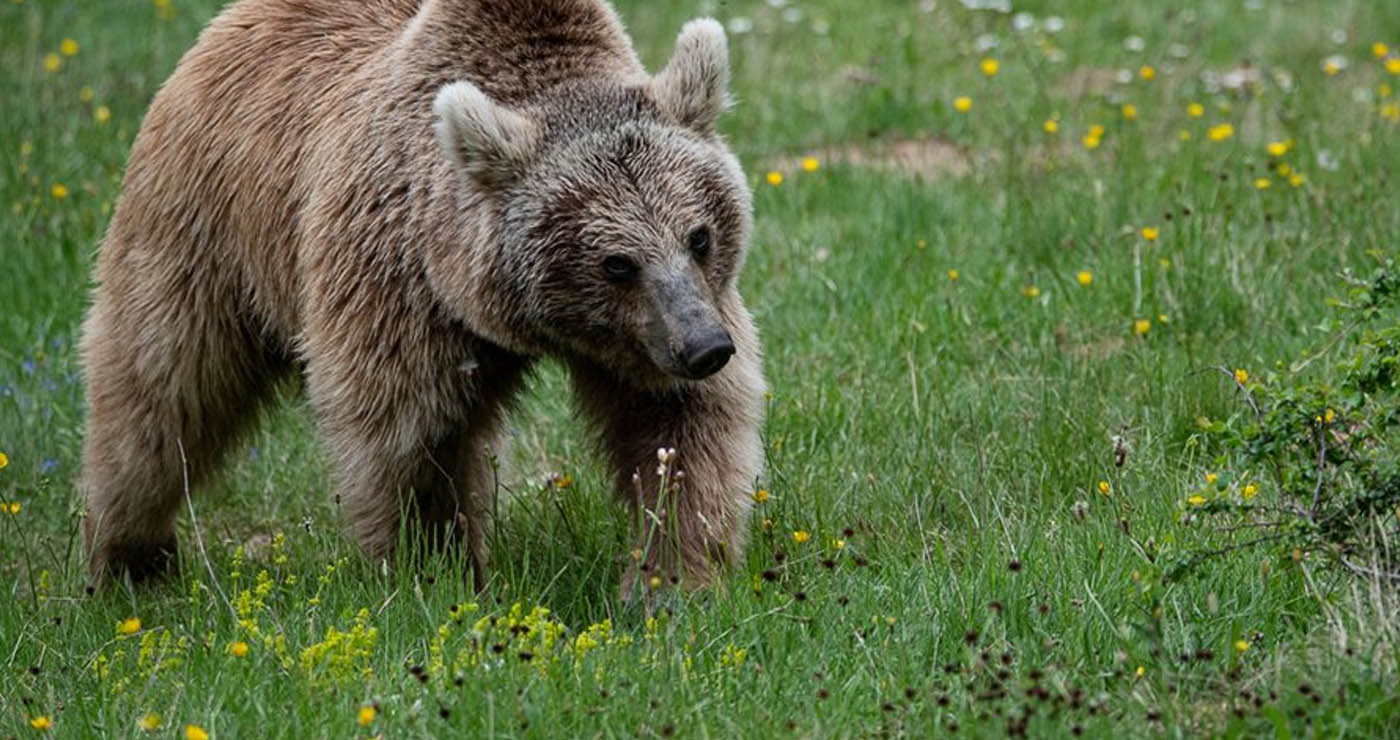Έντονα αντιδρά ο Αρκτούρος στην απομάκρυνση αρκούδων – «Αντιεπιστημονική και επικίνδυνη» η απόφαση