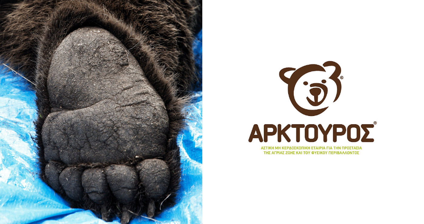 “Οι αρκούδες δολοφονούνται!” – Ανακοίνωση του ΑΡΚΤΟΥΡΟΥ για τα 3 περιστατικά πυροβολημένων αρκούδων