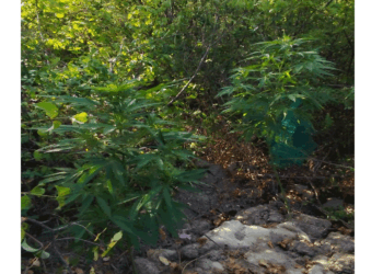 Δενδρύλλια κάνναβης σχεδόν 2 μέτρα καλλιεργούσε 69χρονος σε περιοχή της Κοζάνης