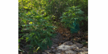 Δενδρύλλια κάνναβης σχεδόν 2 μέτρα καλλιεργούσε 69χρονος σε περιοχή της Κοζάνης