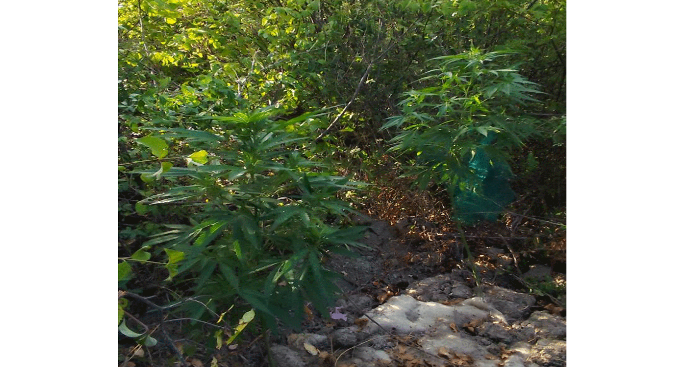 Δενδρύλλια κάνναβης σχεδόν 2 μέτρα καλλιεργούσε 69χρονος σε περιοχή της Κοζάνης