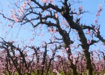 Αποκάλυψη από το OPEN: Πως «φύτρωσαν» ελαιώνες στον νομό Καστοριάς