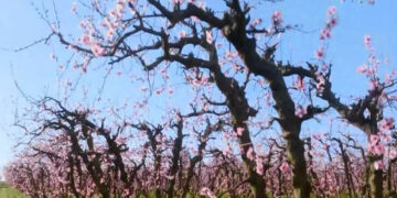 Αποκάλυψη από το OPEN: Πως «φύτρωσαν» ελαιώνες στον νομό Καστοριάς