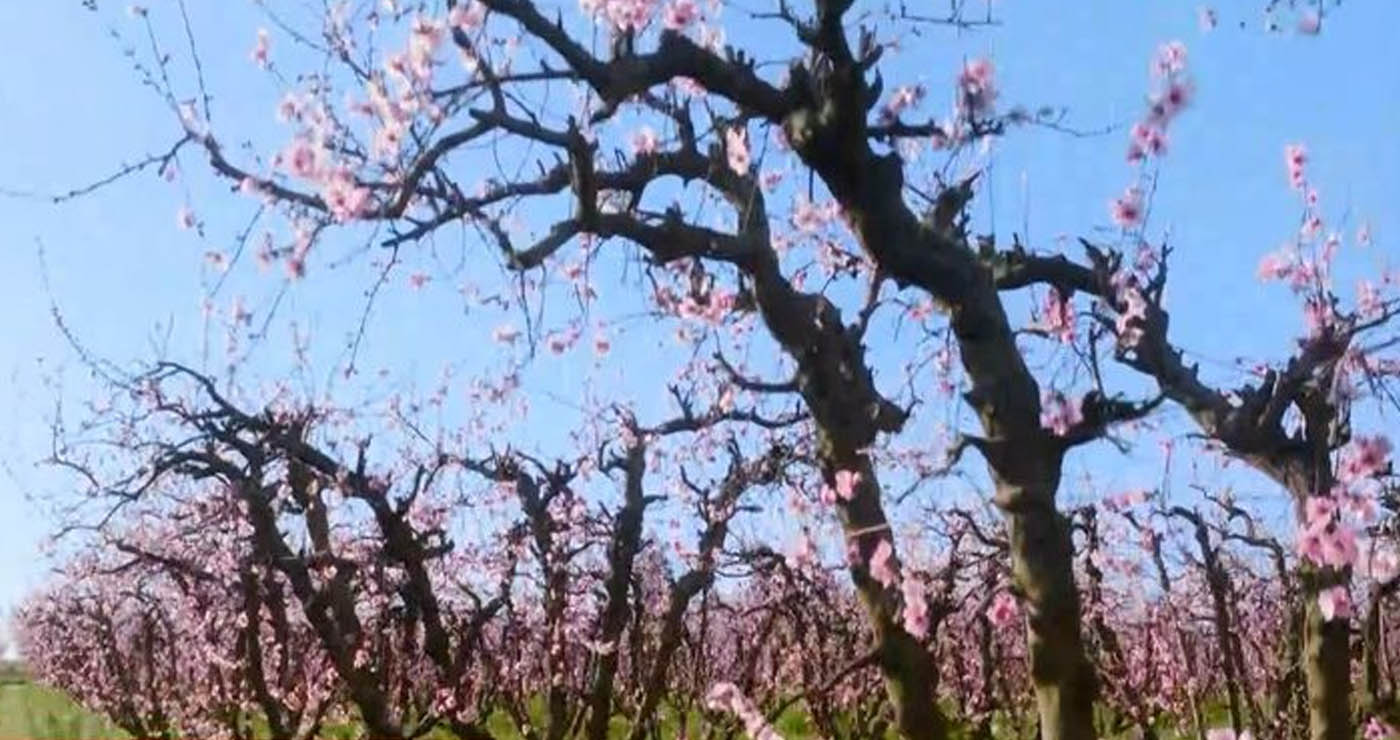 Αποκάλυψη από το OPEN: Πως «φύτρωσαν» ελαιώνες στον νομό Καστοριάς