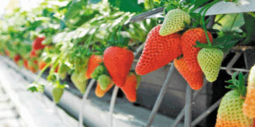 Η Φλώρινα γίνεται νέα ζώνη καλλιέργειας φράουλας