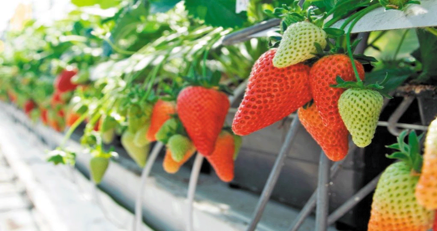 Η Φλώρινα γίνεται νέα ζώνη καλλιέργειας φράουλας