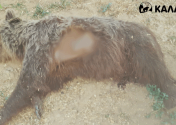ΚΑΛΛΙΣΤΩ: Ακόμη μια νεκρή αρκούδα από πυροβoλισμό στην Καστοριά – Αναγκαία η διερεύνηση των αποτρόπαιων περιστατικών από τη Δικαιοσύνη