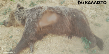 ΚΑΛΛΙΣΤΩ: Ακόμη μια νεκρή αρκούδα από πυροβoλισμό στην Καστοριά – Αναγκαία η διερεύνηση των αποτρόπαιων περιστατικών από τη Δικαιοσύνη