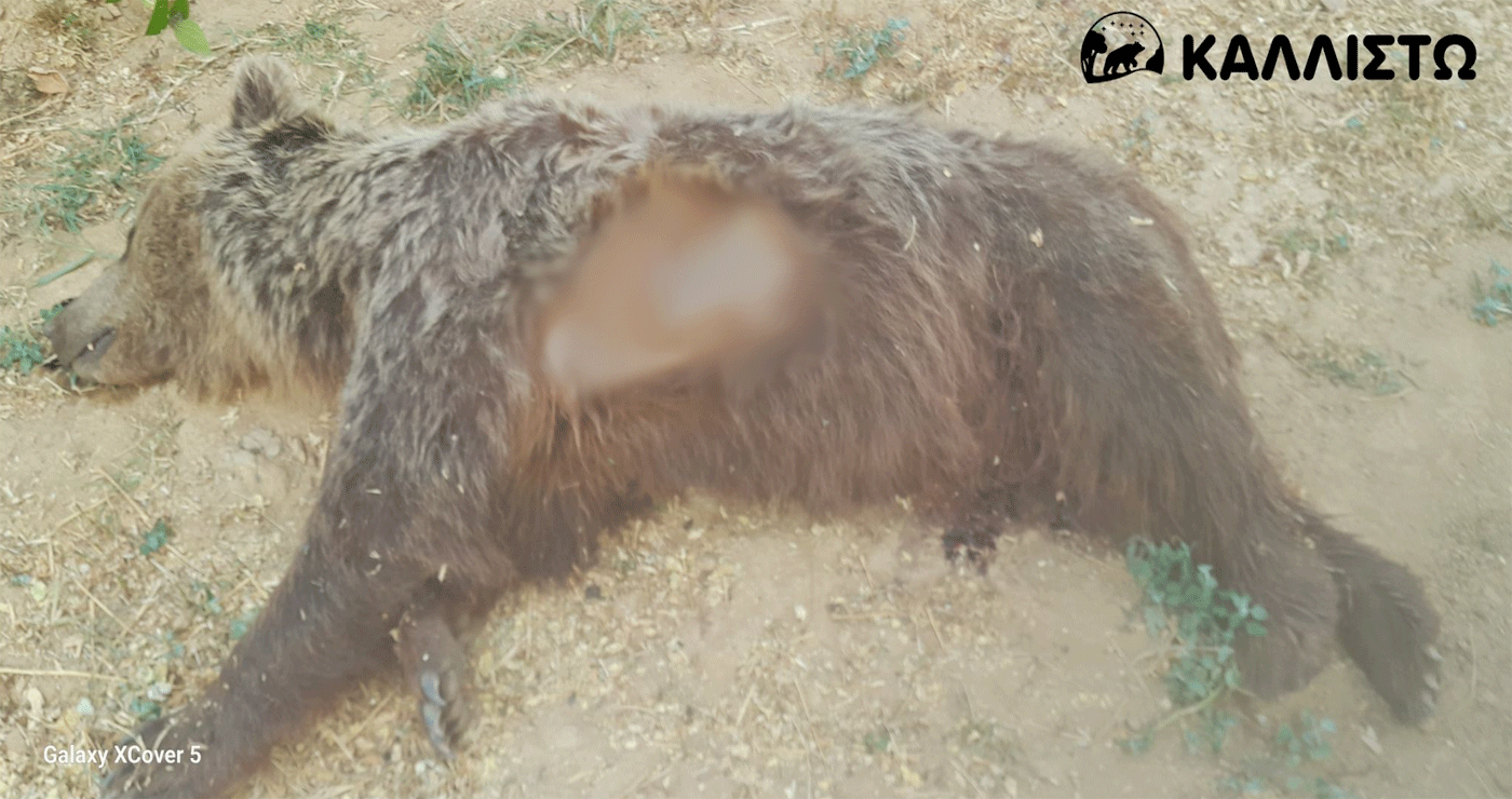 ΚΑΛΛΙΣΤΩ: Ακόμη μια νεκρή αρκούδα από πυροβoλισμό στην Καστοριά – Αναγκαία η διερεύνηση των αποτρόπαιων περιστατικών από τη Δικαιοσύνη