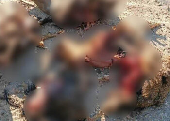 Εορδαία: Βρήκαν κατασπαραγμένα τα πουλερικά τους – Διαμαρτυρίες κατοίκων για καταστροφές από αρκούδες