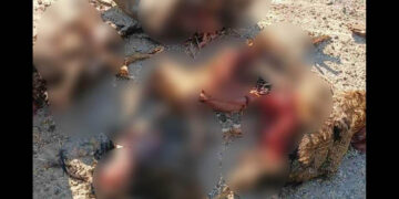 Εορδαία: Βρήκαν κατασπαραγμένα τα πουλερικά τους – Διαμαρτυρίες κατοίκων για καταστροφές από αρκούδες