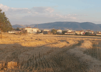 Από τις τελευταίες ημέρες του Ιουνίου ξεκίνησε ο ΘΕΡΙΖΟΑΛΩΝΙΣΜΌΣ στον κάμπο της Εορδαίας ! (της Κούλας Πουλασιχίδου)