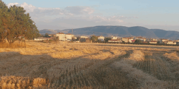 Από τις τελευταίες ημέρες του Ιουνίου ξεκίνησε ο ΘΕΡΙΖΟΑΛΩΝΙΣΜΌΣ στον κάμπο της Εορδαίας ! (της Κούλας Πουλασιχίδου)