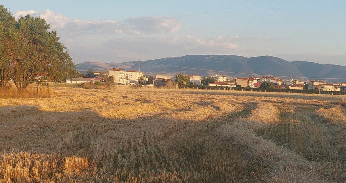 Από τις τελευταίες ημέρες του Ιουνίου ξεκίνησε ο ΘΕΡΙΖΟΑΛΩΝΙΣΜΌΣ στον κάμπο της Εορδαίας ! (της Κούλας Πουλασιχίδου)