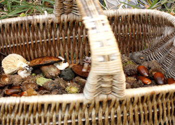 Δημοπρασία για συλλογή μανιταριών στο Βίτσι: Μέχρι 150 κιλά ανά πλειοδότη, αυστηροί οι όροι