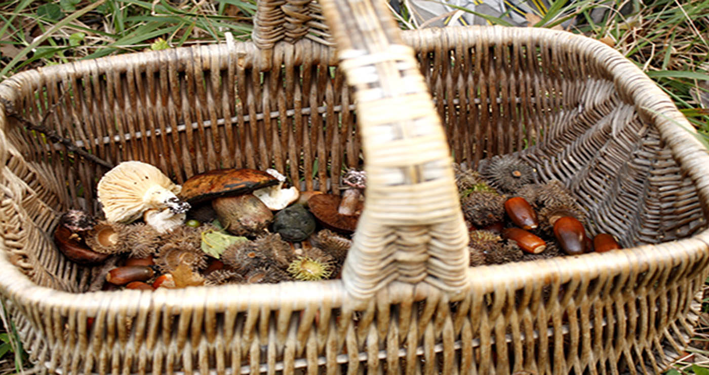Δημοπρασία για συλλογή μανιταριών στο Βίτσι: Μέχρι 150 κιλά ανά πλειοδότη, αυστηροί οι όροι